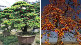 Người xưa truyền lại: Ông bà trồng 4 cây cảnh này trước nhà con cháu hưởng phúc khí 3 đời