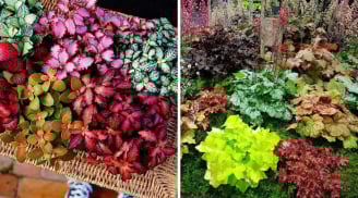 Trồng cây cảnh hút lộc trong nhà đừng chỉ chọn trầu bà: 4 cây lá màu rực rỡ này còn tốt hơn nhiều