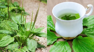 Lấy 5 loại lá dân dã này đun nước uống, vừa mát gan, vừa làm sạch phổi
