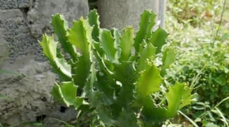 Muốn nhà cửa êm ấm, tránh trồng 4 loại cây này kẻo tiền bạc 'đội nón ra đi'