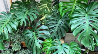 5 loài cây vừa dưỡng người vừa trấn trạch, được các chuyên gia phong thủy đánh giá cao