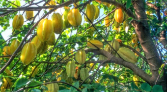 Top 7 loại cây ăn quả phong thủy nên trồng trong vườn nhà để thu hút tài lộc, may mắn