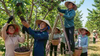Loại quả từng đắt nhất thế giới được Việt Nam trồng thành công, bán 300.000 đồng/kg vẫn cháy hàng