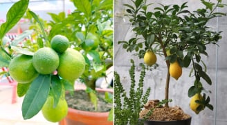Người thuộc 2 mệnh này trồng cây chanh là Đại Cát Đại Lợi, hút tiền tài cực mạnh