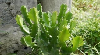 Muốn nhà cửa êm ấm, đừng trồng 4 cây này nếu không muốn tiền bạc “đội nón ra đi”