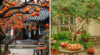 Người xưa nói: 'Phía Đông trồng lựu hốt vàng, phía Tây trồng hồng hốt bạc' quả không sai