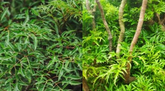 Vị trí tốt nhất để trồng cây đinh lăng, chặn tà khí, hút tiền tài