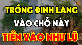 Cây đinh lăng trấn yểm của cải đừng trồng linh tinh: Đây chính là vị trí hút lộc, ai không biết quá đáng tiếc