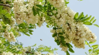 Sân nhà có 3 cây này, gia chủ phải giữ cho tốt, chặt đi là mất lộc