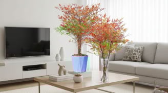 Trồng nam thiên trúc trong nhà: Gia đạo ấm êm, tài khí sáng, vận may tự tìm đến