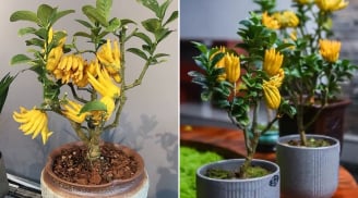 3 loại cây là báu vật Thần Tài, trồng trong nhà lộc đến không ngừng