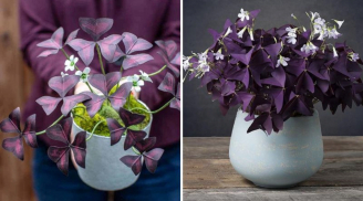 5 cây cảnh phong thủy có màu tím đẹp mê mẩn, lại xua đuổi vận xui, mang đến may mắn