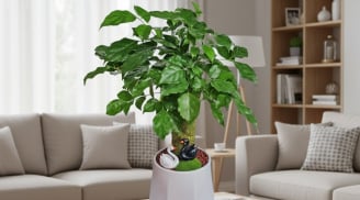 Bí quyết trồng cây Hạnh phúc: Bí mật giúp nhà ấm cúng, hút năng lượng may mắn mỗi ngày