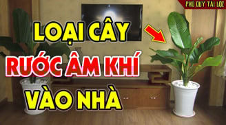 5 cây âm mọc ở quanh nhà hút cạn Phúc -Lộc, chặt bỏ ngay đừng tiếc