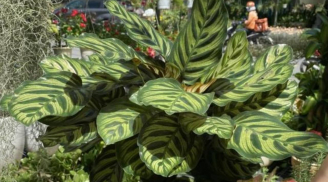 Cây phong thủy “bùa may mắn”: Nên trồng trong nhà để tăng vận khí, hút tài lộc