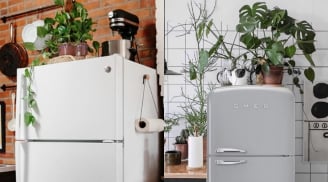 Trong nhà có 5 vị trí không nên đặt cây xanh