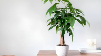 3 cây cảnh phong thủy mang lại hạnh phúc, may mắn và thịnh vượng lâu dài