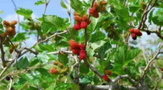 5 loại cây “hút âm khí” quanh nhà làm hao tài tán lộc – chuyên gia khuyên chặt bỏ ngay