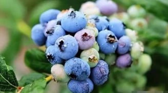 5 thực phẩm vàng giúp não khỏe mạnh: Óc chó chỉ đứng thứ 5, còn vị trí số 1 khiến bạn bất ngờ