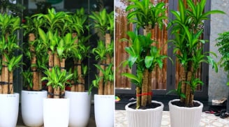 Cây Thiết Mộc Lan hợp với người thuộc 2 mệnh này, trồng trong nhà hút lộc hút tiền của