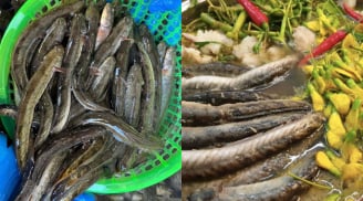 Từ bữa cơm nghèo miền Tây đến đặc sản bạc triệu: Hành trình lột xác của cá kèo