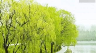 Cây Thanh Long trong tục ngữ: Bí ẩn giúp con cháu giàu sang, nhà bạn có không?