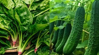 Mùa đông đừng dại mua 4 loại rau này: Nhìn xanh nhưng kém dinh dưỡng, ăn nhiều rước họa vào thân