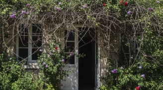 Trồng sai 4 loại cây này trước cửa, tài lộc khó vào, tụ vận xấu