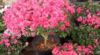 5 loại cây đẹp mê mẩn nhưng tuyệt đối không nên trồng trong nhà dù chỉ 1 chậu