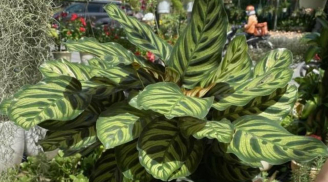 Cây phong thủy “hút tài lộc”: Loại cây được ví như bùa may mắn, càng trồng trong nhà càng vượng khí