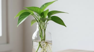 Trồng trầu bà tại nhà không khó: Bí quyết A–Z cho người mới bắt đầu muốn cây xanh tốt bốn mùa