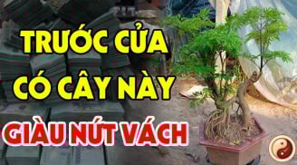 3 loại cây nghèo mấy cũng đừng chặt bỏ: Cây càng xanh người càng giàu có, phát tài