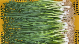Mẹo bảo quản hành lá cả tháng vẫn xanh tươi, thơm như mới hái
