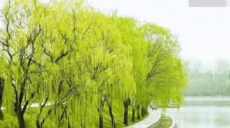 “Nhà có cây Thanh Long” nghĩa là gì? Bí ẩn tục ngữ về tài lộc và giàu có