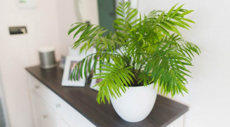 3 cây cảnh phong thủy này không chỉ có ý nghĩa tốt, mà còn thích hợp trồng ở nơi thiếu ánh sáng