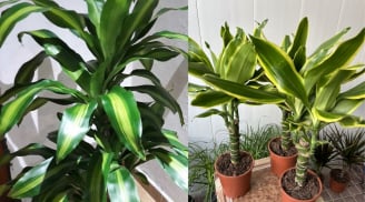 Cây thiết mộc lan Chiêu Tài rước lộc giàu có nhưng 2 mệnh này đại kỵ dễ hụt tài khí