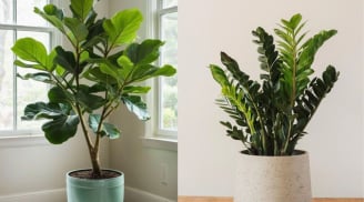 Cuối năm phải tỉa ngay 4 loại cây này: Nhà sạch khí, vận 2026 mở mạnh, cây càng gọn gia chủ càng giàu