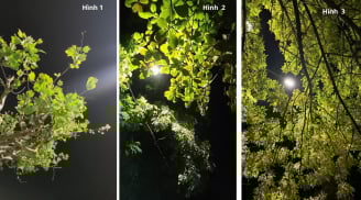 Quiz: Chọn một dáng cây trong đêm để biết Điều gì đang cản trở vận may và cách mở cho bạn