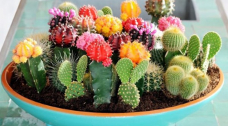 Trưng cây cảnh phong thủy chuẩn từng vị trí trong nhà, để mang lại hiệu quả như ý