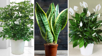 Ô nhiễm không khí ở ngưỡng tím, độc hại: Trồng ngay 6 loại cây xanh giúp lọc sạch không khí, bụi mịn