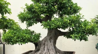 Nhà trồng 3 loại cây cảnh này để kích hoạt vận khí tốt, hút đầy tài lộc phú quý