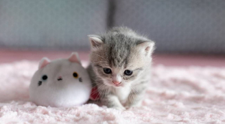 Quiz: 5 năm tới bạn sẽ giàu cỡ nào? Kiểm tra ngay kết quả bất ngờ