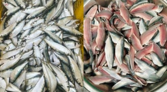 2 cá giàu omega-3 bậc nhất, hơn cả cá hồi, chợ Việt vừa nhiều vừa rẻ