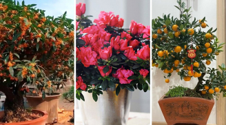 4 loại cây cảnh giới thượng lưu âm thầm trồng trong nhà: Kích hoạt tài lộc, thịnh vượng bền vững