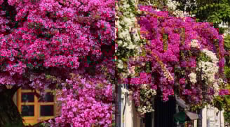 4 tuyệt chiêu giúp hoa giấy nở đúng Tết