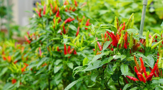Cây ớt hút tài lộc, trồng thế nào để gia chủ ngày càng thịnh vượng, tiền vào như nước?
