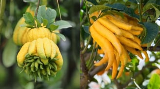 Người mệnh này Tết 2026 nên bày cây Phật Thủ trong nhà, năm mới cầu gì được nấy, tài lộc vô biên