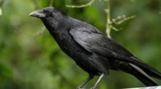 Con cái hỗn hào? Áp dụng ngay “Luật Quạ” - Bí quyết dạy con hiện đại vẫn giữ trọn quyền uy