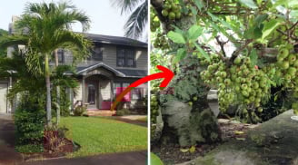 4 cây cảnh 'giữ lộc', nhà ai trồng thì quá tốt: Không giàu cũng phú quý, chặt bỏ là hao tài