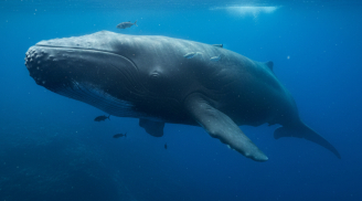 Câu đố “12 chữ ng” khiến nhiều học sinh giỏi bó tay: Đáp án đơn giản nhưng dễ bỏ lỡ